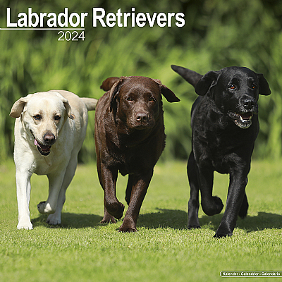 Labrador Calendar 2024 Mixed Colour (Square)